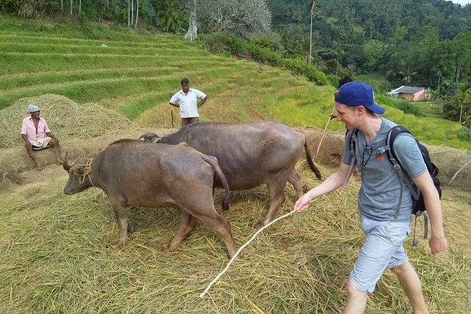 Knuckles Spice Trail Trek from Kandy - Tea plantations, pine forest, and mountain air