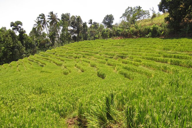 Knuckles Spice Trail Trek from Kandy - A fresh village lunch after the walk