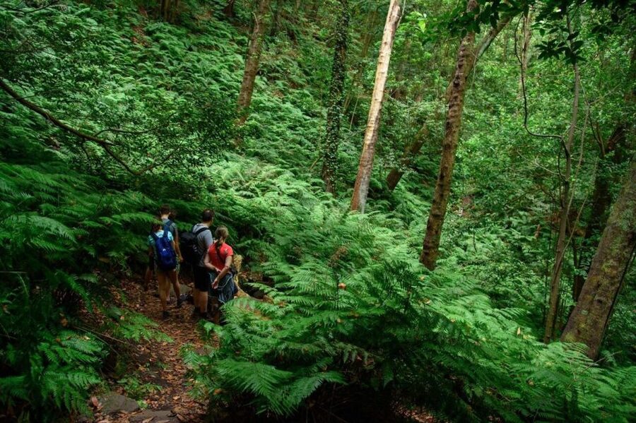 La Palma: Guided Trekking Tour To Cubo de la Galga - Key points at a glance