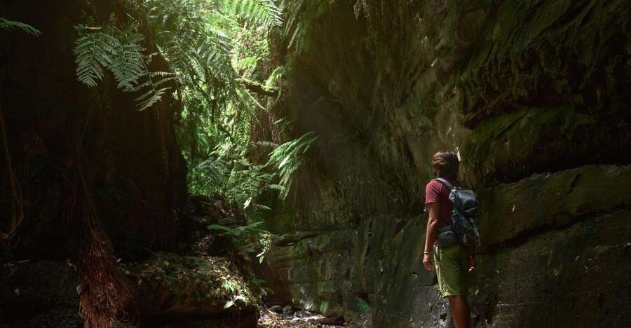La Palma: Guided Trekking Tour To Cubo de la Galga - Why Cubo de la Galga is worth your half-day