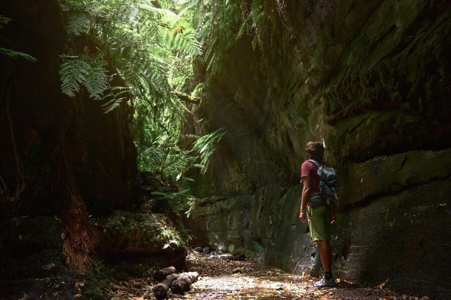 La Palma: Guided Trekking Tour To Cubo de la Galga - Walking through a forest shaped by trade winds