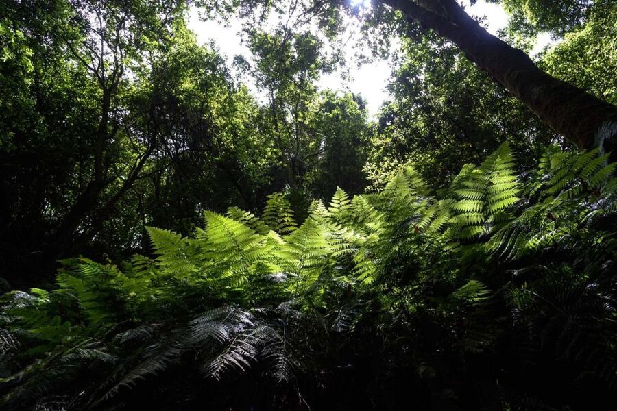 La Palma: Guided Trekking Tour To Cubo de la Galga - What the guide adds to the walk
