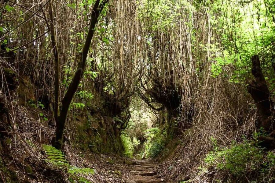 La Palma: Guided Trekking Tour To Cubo de la Galga - From Puntallana into the laurel forest