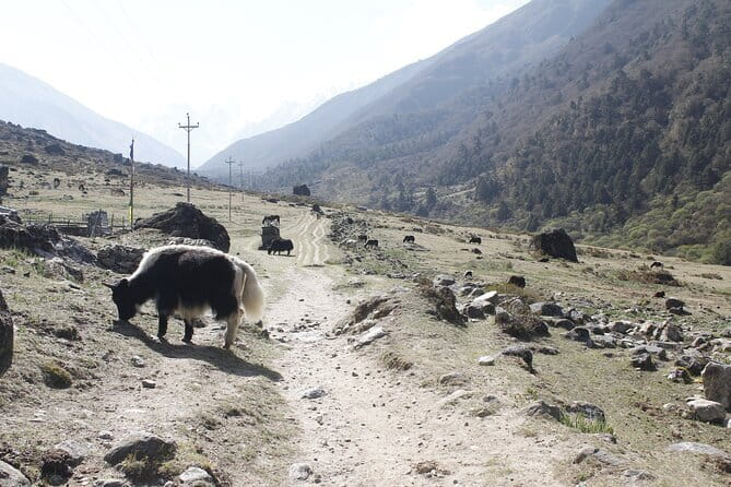 Langtang Trek from Kathmandu 7 Days - Key points at a glance