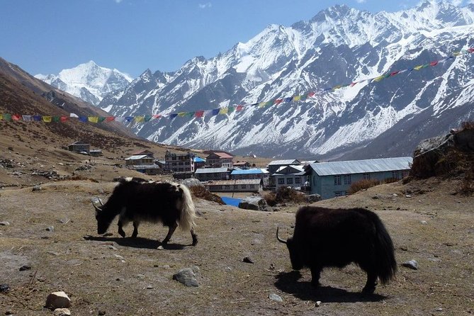 Langtang Valley Trek- 10 Days - Day 5: The short climb to Kyanjin Gompa