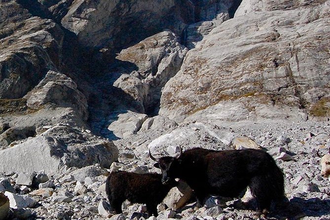 Langtang Valley Trek – 11 DAYS - Days four and five: forest trails and Tamang villages
