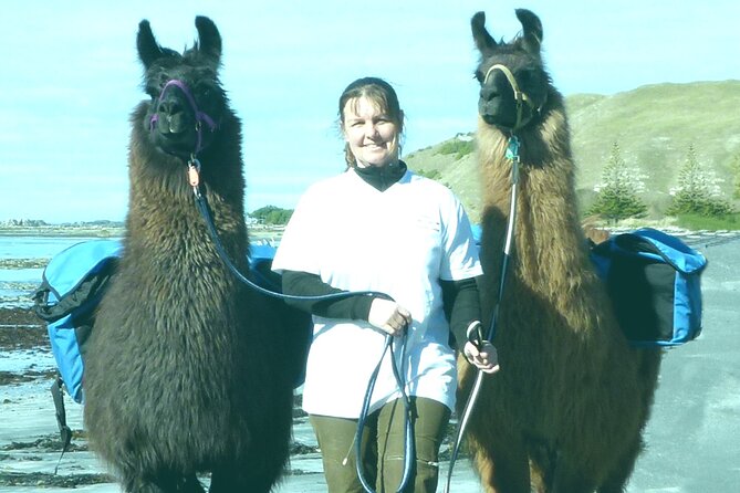 Llama Trek (Half-day) - Kaikoura Bay, Beaches & Seal Colony - Key points to know before you book
