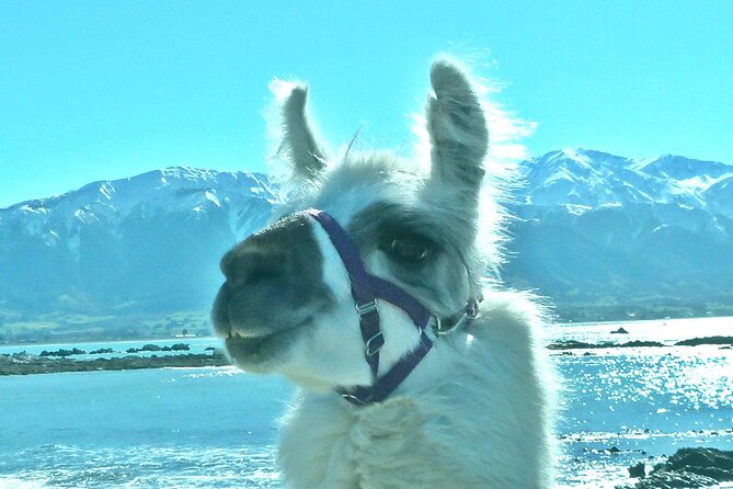 Llama Trek (Half-day) - Kaikoura Bay, Beaches & Seal Colony - Following Kaikoura Bay toward the beaches
