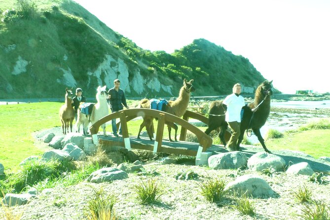 Llama Trek (Half-day) - Kaikoura Bay, Beaches & Seal Colony - Understanding the llama beside you