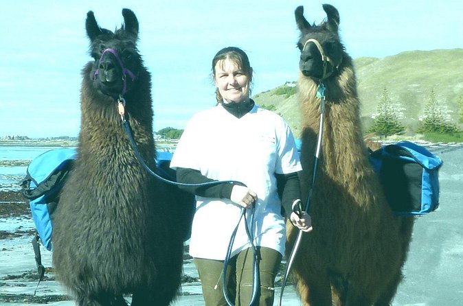 Llama Trek (Half-day) - Kaikoura Bay, Beaches & Seal Colony - Cake, coffee, and a welcome pause