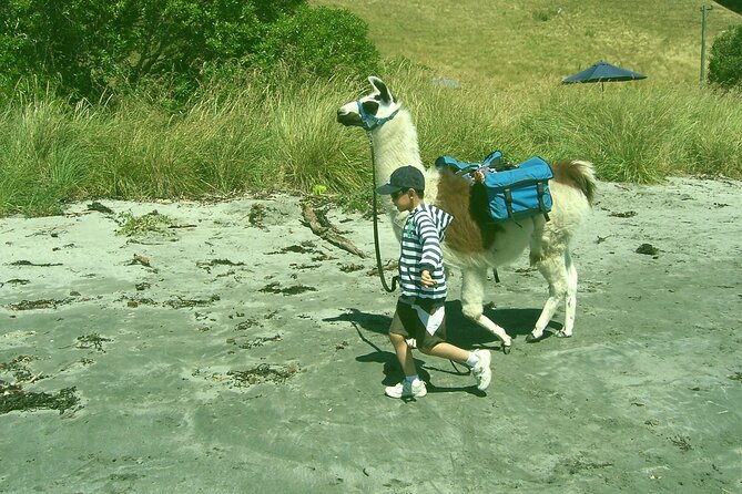Llama Trek (Half-day) - Kaikoura Bay, Beaches & Seal Colony - What the 2016 earthquake adds to the walk