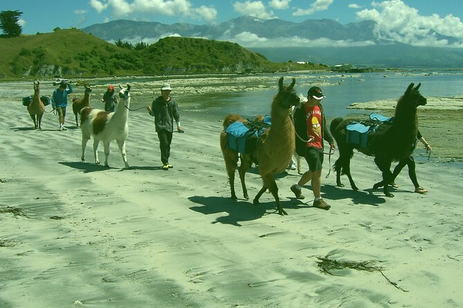 Llama Trek (Half-day) - Kaikoura Bay, Beaches & Seal Colony - Timing, group size, and cancellation