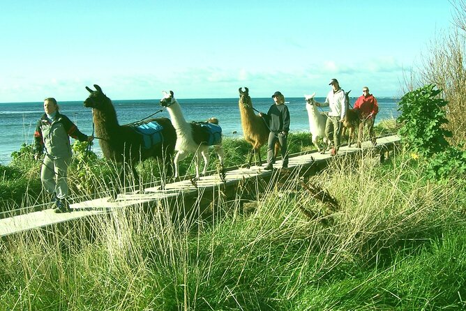 Llama Trek (Half-day) - Kaikoura Bay, Beaches & Seal Colony - Ohau Point and the fur seals