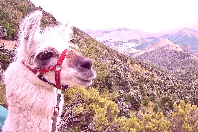 Llama Trek (Taster) - Kowhai River Valley and Native Woodland Tour - Key points to know before you book