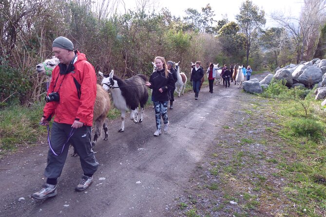 Llama Trek (Taster) - Kowhai River Valley and Native Woodland Tour - Following the llamas beside the Kowhai River