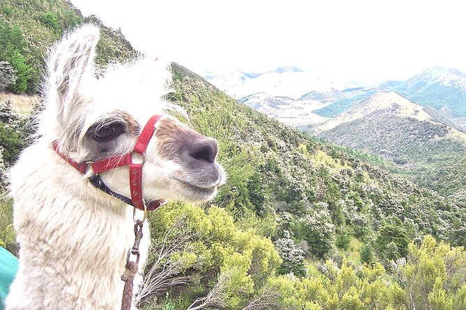 Llama Trek (Taster) - Kowhai River Valley and Native Woodland Tour - Kevin and the value of a good guide