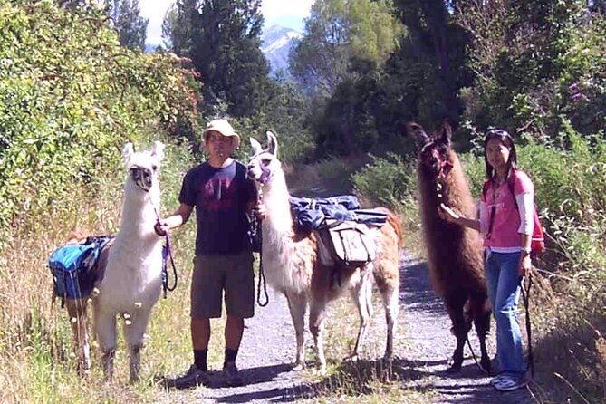 Llama Trek (Taster) - Kowhai River Valley and Native Woodland Tour - What the llama interaction is really like