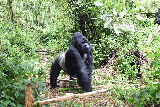 Lowland Gorilla trekking in Kahuzi-Biega National Park - Key points before you book