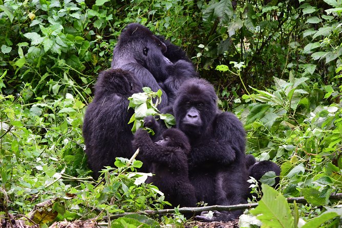 Lowland Gorilla trekking in Kahuzi-Biega National Park - Day one: Kigali, Cyangugu, and the border crossing