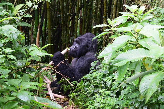 Lowland Gorilla trekking in Kahuzi-Biega National Park - Safety, preparation, and what to pack