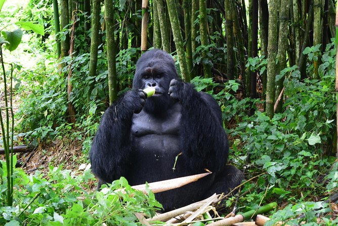 Lowland Gorilla trekking in Kahuzi-Biega National Park - Day two: the forest walk to Grauer’s gorillas