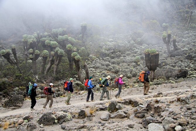 Machame Route 7-Day Private Kilimanjaro Trek - Day 2: Moorland and the Shira Plateau