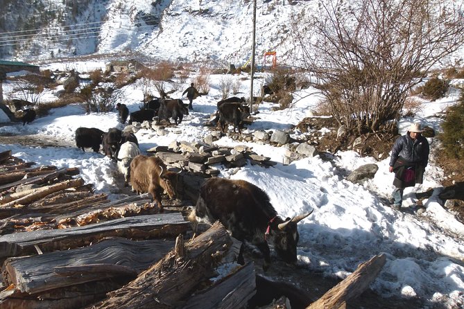 Manaslu Circuit Trek 17 Nights 18 Days - Samdo and Larkya Phedi prepare you for the pass