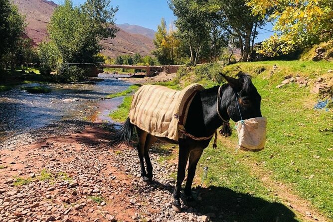 Marrakech: 2-Day Atlas Mountains Trek with Village Stay - Day two: villages, walnut trees, and the river
