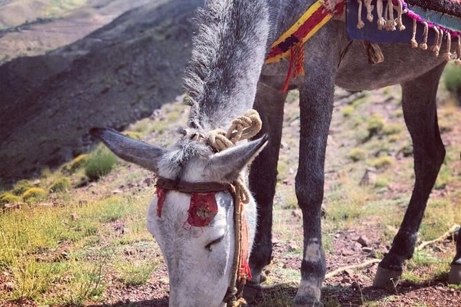 Marrakech: 2-Day Atlas Mountains Trek with Village Stay - Fitness, equipment, and comfort