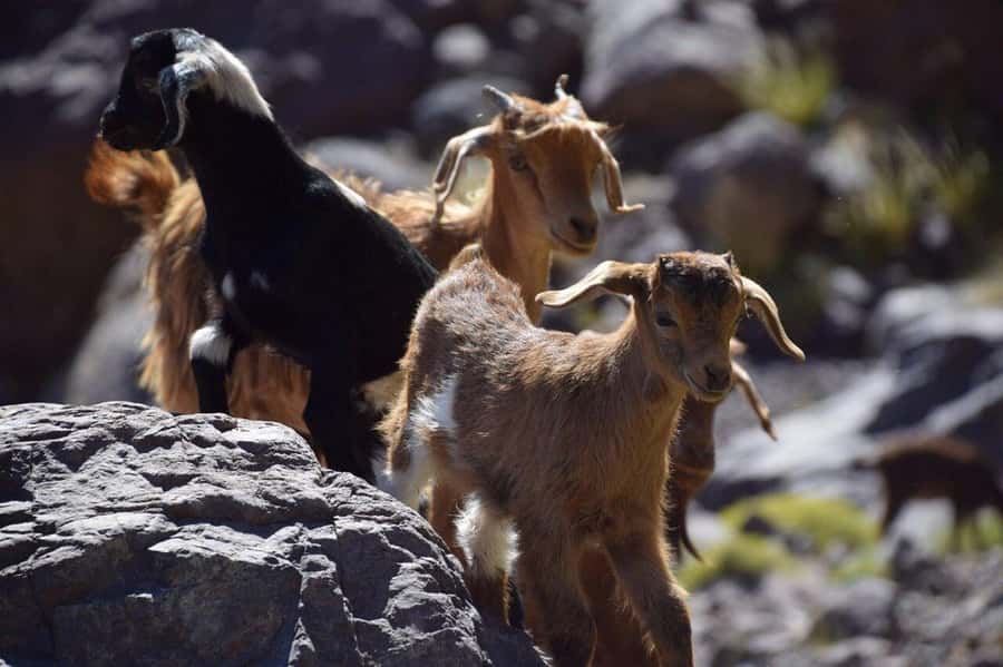 Marrakech: 2 Day Trek Atlas Mountains & Taoudja Summit 2724M - The guide and the importance of clear planning
