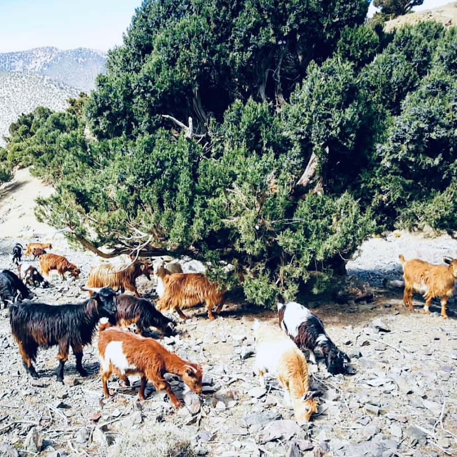 Marrakech: Guided 2-Day Trek to Imlil and Imnan Valleys - Dinner, Breakfast, and the Berber Guesthouse