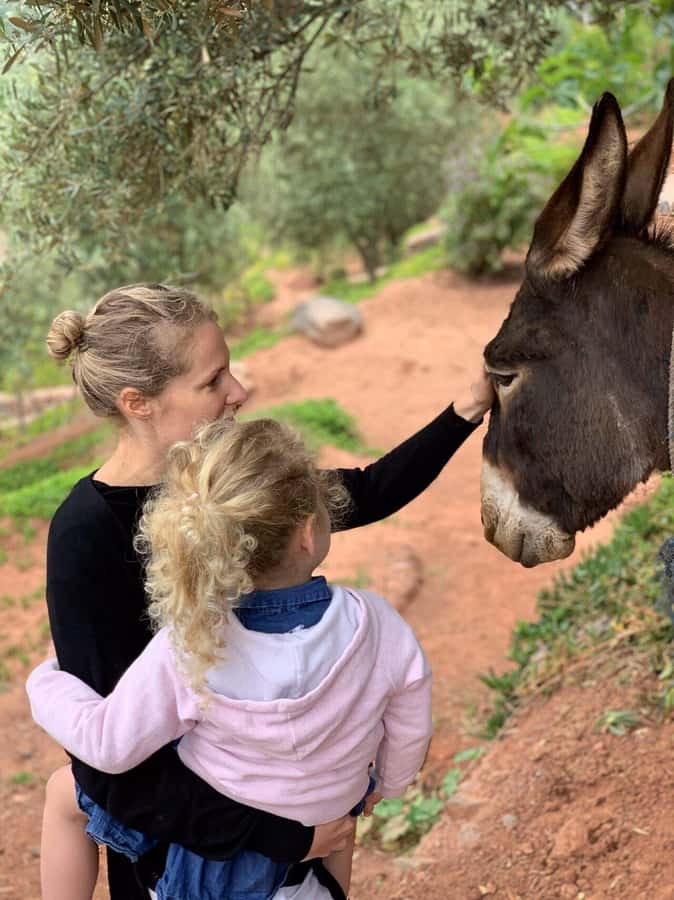 Marrakech: High Atlas Tedali Summit Guided Day Trek - How difficult is the hike?