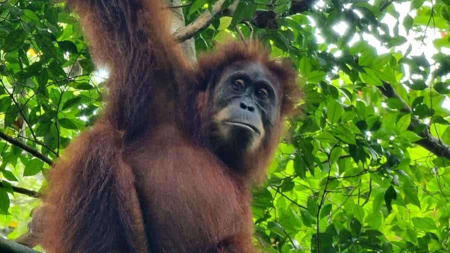 Medan: Bukit Lawang Orangutan Tour - Three hours on foot in Bukit Lawang