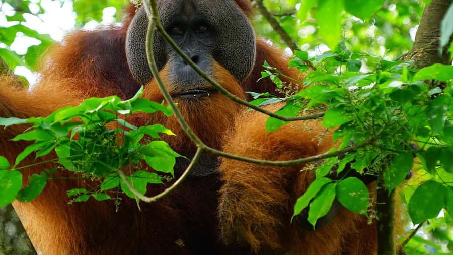 Medan: Bukit Lawang Orangutan Tour - Seeing semi-wild orangutans near the feeding area