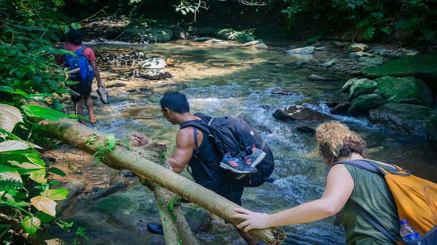 Medan: Bukit Lawang Orangutan Tour - Gibbons, macaques, and birds along the way