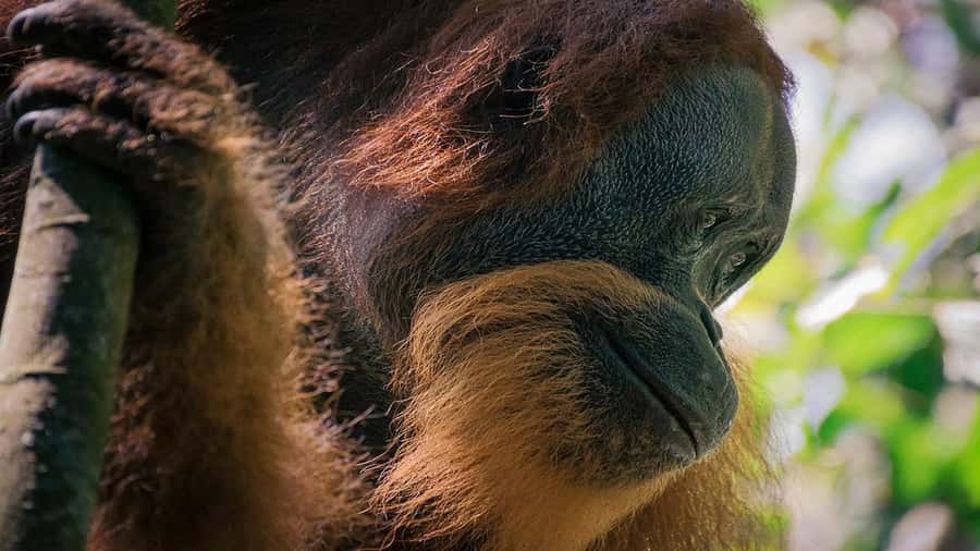 Medan: Bukit Lawang Orangutan Tour - Lunch at the Ecolodge Restaurant