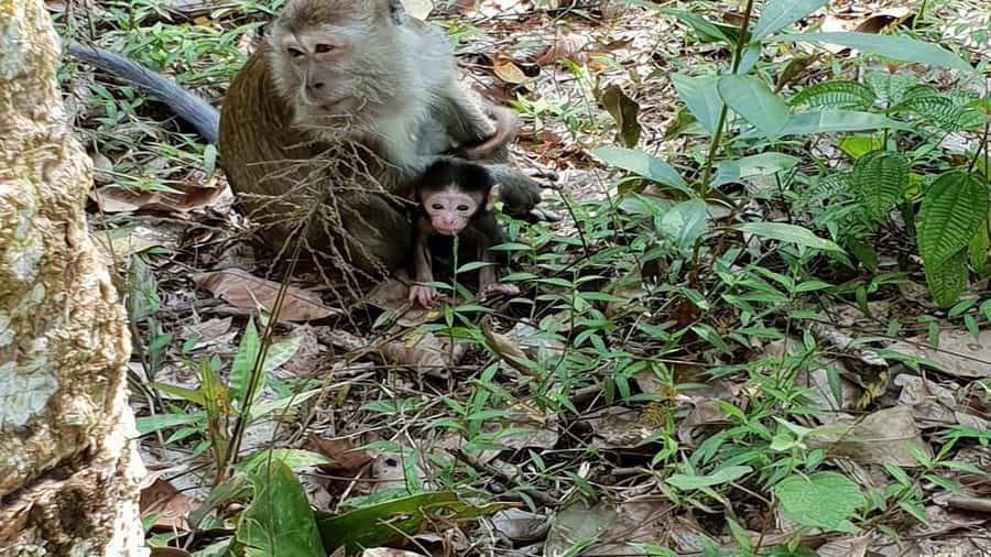 Medan: Bukit Lawang Orangutan Tour - A wet finish on the Bohorok River