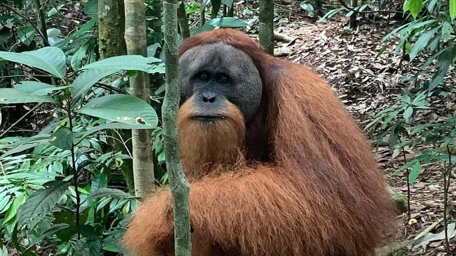 Medan: Bukit Lawang Orangutan Tour - What to pack for this specific day