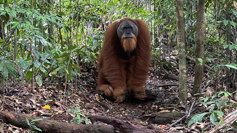Medan: Bukit Lawang Orangutan Tour - Bohorok River: briefing before the forest