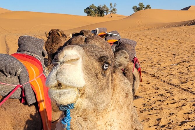 MERZOUGA DESERT TREK - 3 DAYS From Marrakech - A night at the desert camp