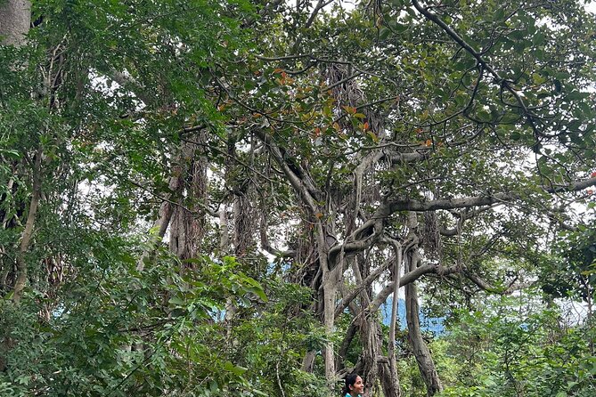 Moderate Himalayan Treks Near Rishikesh From Delhi - Who Will Enjoy This Four-Day Trip