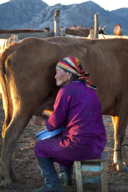 MONGOLIAN NOMADS: 2-Day Horse Trekking & Cow Milking Tour - Evening chores and cow milking