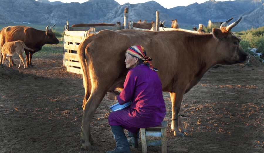 MONGOLIAN NOMADS: 2-Day Horse Trekking & Cow Milking Tour - Who will enjoy this, and who may struggle
