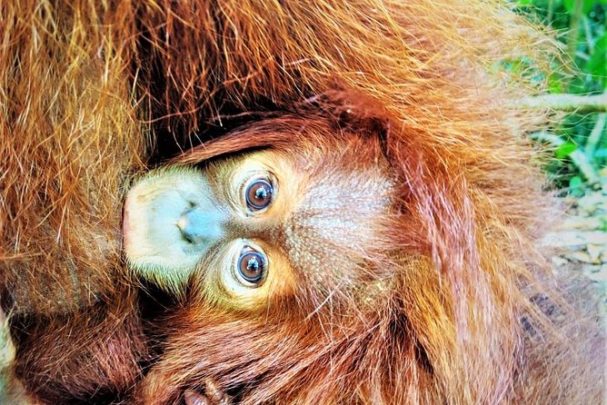 Monkey Business 2 days - 1 night Jungle Trekking (including rafting) - Day One: From Bukit Lawang Into the Rainforest