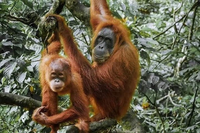 Monkey Business 3 days - 2 nights Jungle trekking (including rafting) - Starting in Bukit Lawang and entering Gunung Leuser