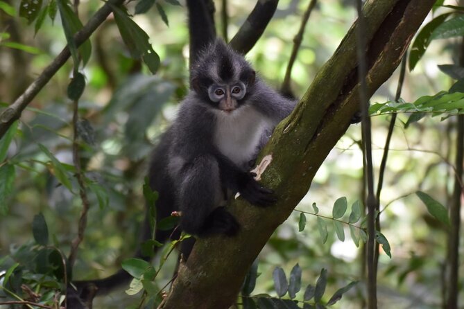 Monkey Business 3 days - 2 nights Jungle trekking (including rafting) - Comfort, fitness, and the value of the price