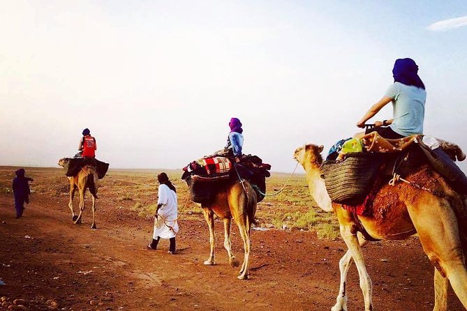 Morocco desert trek dromedary Mhamid dunes - Key points to know before booking