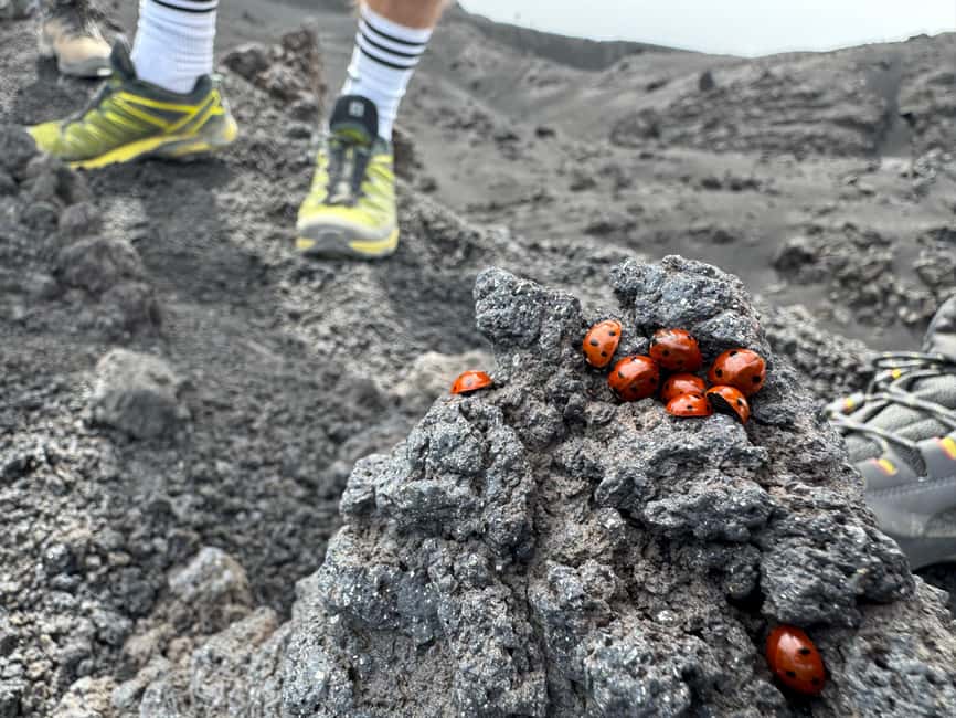 Mount Etna: Day trip to the high altitude craters at 3000 meters trekking - Lava flows, channels, and the Valle del Bove
