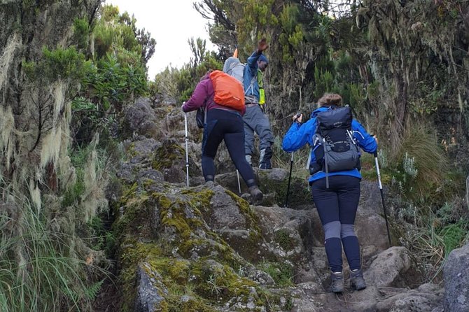Mount Kilimanjaro Trek 7-Days: Lemosho Route - Day 3: Shira Plateau and a useful acclimatization walk