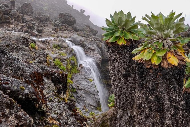 Mount Kilimanjaro Trek 8 days Lemosho Route - Day 1 on the trail: Londorossi Gate to Big Tree Camp
